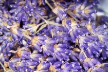 Frisch geschnittene Lavendelblüten — Stockfoto