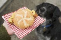 Closeup view of hand holding Bratwurst sausage in bread roll with dog on background — Stock Photo