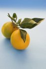 Fresh ripe oranges — Stock Photo