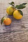 Naranjas frescas maduras y clementina - foto de stock