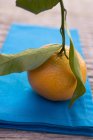 Clementine with leaves on blue cloth — Stock Photo