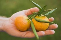 Hand holding clementines — Stock Photo