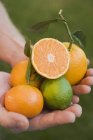 Vista close-up de mãos humanas segurando frutas cítricas sortidas — Fotografia de Stock