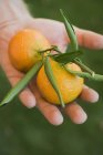 Clementinas de mão — Fotografia de Stock