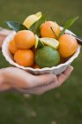 Hands holding assorted citrus fruits — Stock Photo