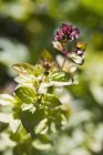 Wilder Majoran wächst im Garten — Stockfoto