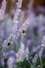 Flores de lavanda con dos abejorros - foto de stock