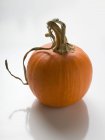 Ripe orange pumpkin — Stock Photo