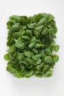 Кукурузный салат из пластика — стоковое фото