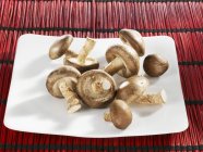 Cogumelos shiitake, close-up — Fotografia de Stock