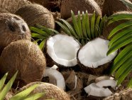 Ganze und geöffnete Kokosnüsse — Stockfoto
