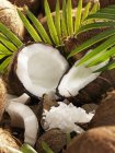 Целые и открытые кокосы — стоковое фото