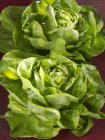 Two fresh lettuces — Stock Photo
