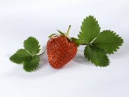 Reife Erdbeere mit Blättern — Stockfoto