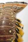 Тапочки омарів, докладно — стокове фото