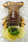 Pantoufle homard sur glace concassée — Photo de stock
