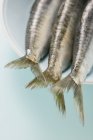 Caudas de anchovas em prato branco — Fotografia de Stock