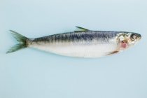 Fresh whole anchovy — Stock Photo