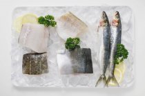Ganze und in Scheiben geschnittene Fische auf Platte mit Eis — Stockfoto