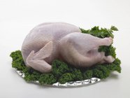 Fresh turkey garnished with parsley — Stock Photo