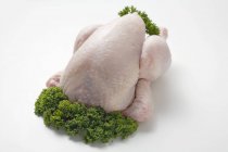 Pollo fresco adornado con perejil - foto de stock