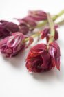 Vue rapprochée des fleurs de sauge rouge sur la surface blanche — Photo de stock