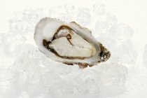 Opened Oyster on ice cubes — Stock Photo