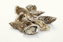Fresh oysters with drops of water — Stock Photo
