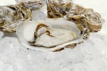 Fresh oysters on ice cubes — Stock Photo