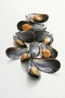 Boiled opened Mussels — Stock Photo
