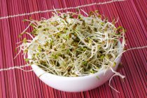 Brotes de alfalfa en un tazón - foto de stock