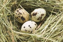 Huevos de codorniz en un nido - foto de stock