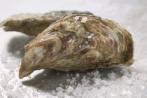 Huîtres fraîches au gros sel — Photo de stock