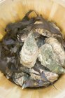 Fresh oysters in woodchip basket — Stock Photo
