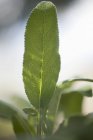 Лист шалфея растет в саду — стоковое фото