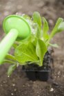 Salatpflanzen gießen — Stockfoto