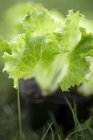 Frische Salatpflanze — Stockfoto