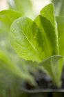Fresh Lettuce plant — Stock Photo