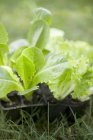 Салат растений в модулях — стоковое фото