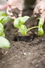 Planter du basilic dans le sol — Photo de stock
