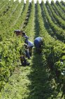 Vista diurna delle persone che raccolgono uva in vigna — Foto stock