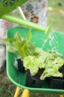 Innaffiatura piante di lattuga — Foto stock