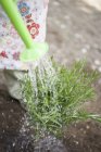 Closeup view of child watering rosemary plant — Stock Photo