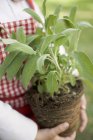 Cropped view of child holding sage plant — Stock Photo
