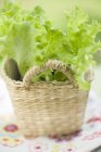 Lettuce plants in basket — Stock Photo