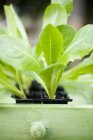 Рослини з листя салату в модулях — стокове фото