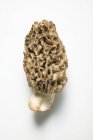 Вид крупным планом одного гриба на белой поверхности — стоковое фото