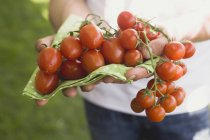 Руки, що тримають свіжі помідори — стокове фото