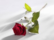 Крупним планом вид на одну червону троянду на білій поверхні — стокове фото