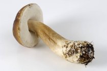 Fresh cutted cep — Stock Photo